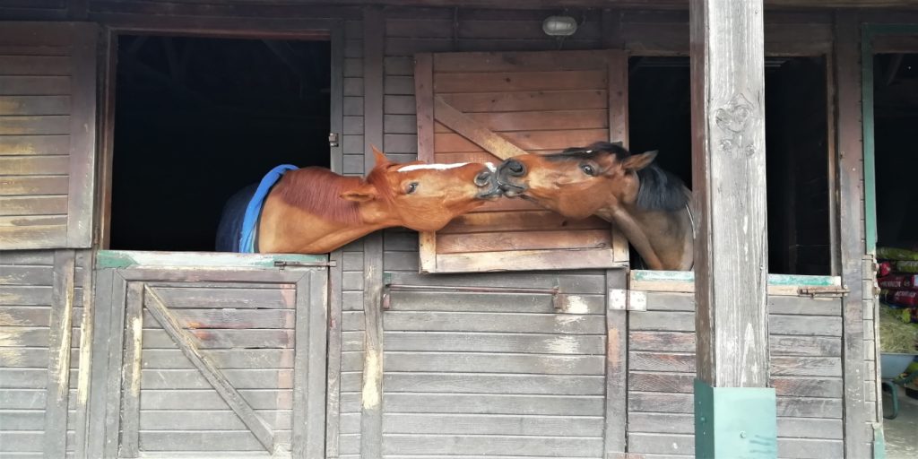 Two-stabled-horses-kissing